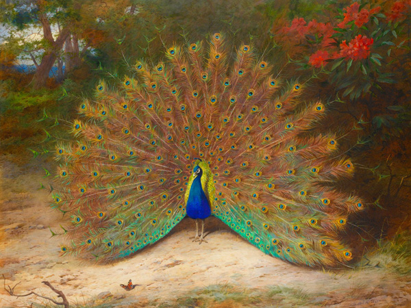 obra Peacock and Peacock Butterfly