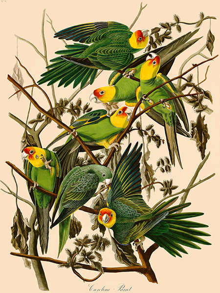 obra Carolina Parrot