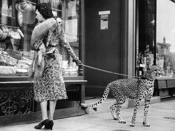 obra Elegant Woman with Cheetah