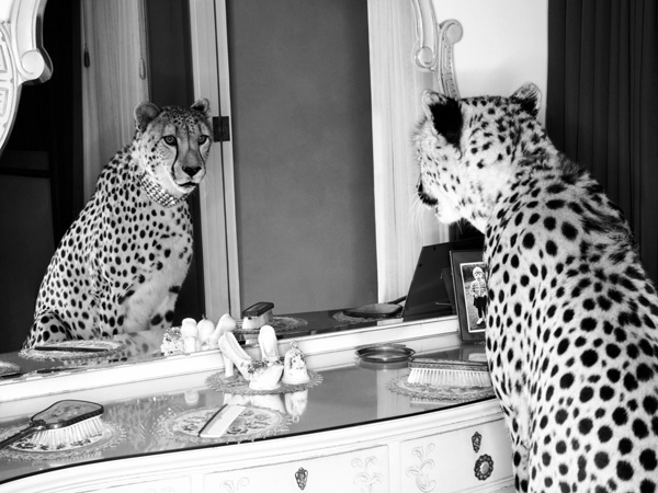 obra Cheetah looking in mirror