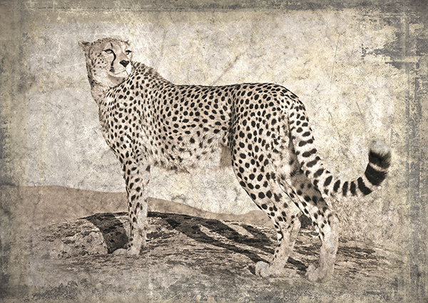 obra Memories of Africa II