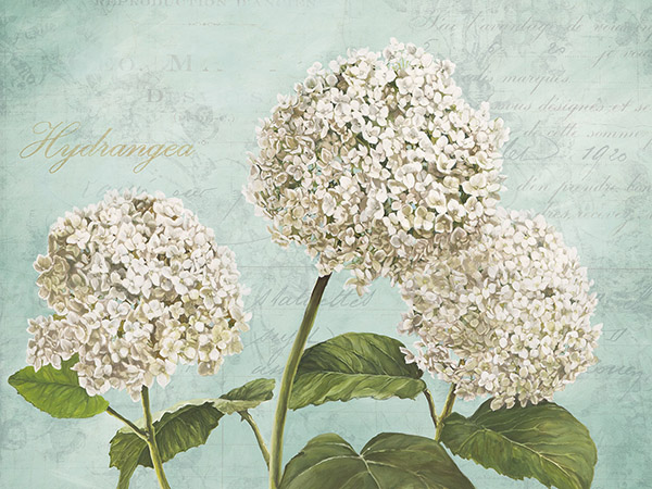 obra Hydrangeas I (Aqua)