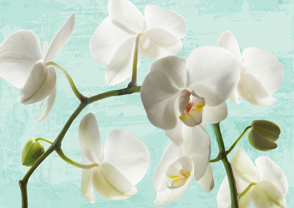 obra Celadon Orchids