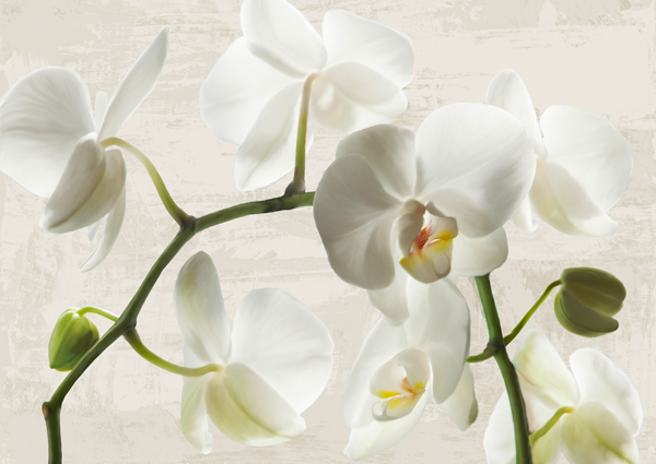 obra Ivory Orchids