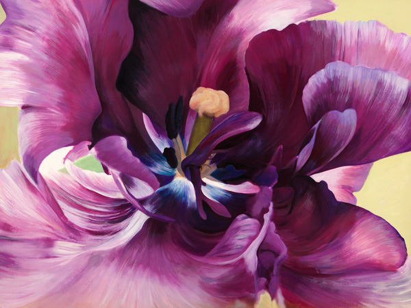 obra Purple tulip close-up