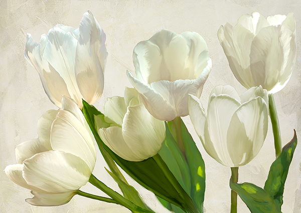 obra White Tulips