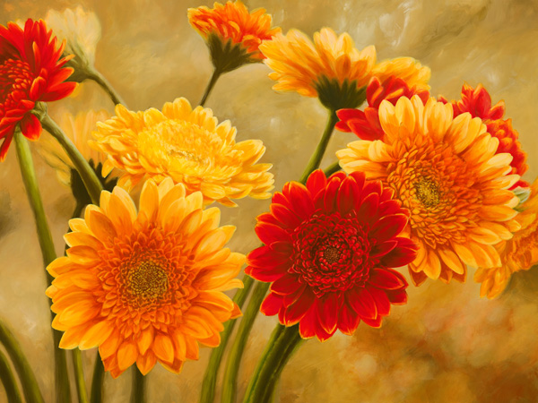 obra Gerbere nel sole